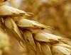 Milling of Wholemeal Flour for Rheological Tests